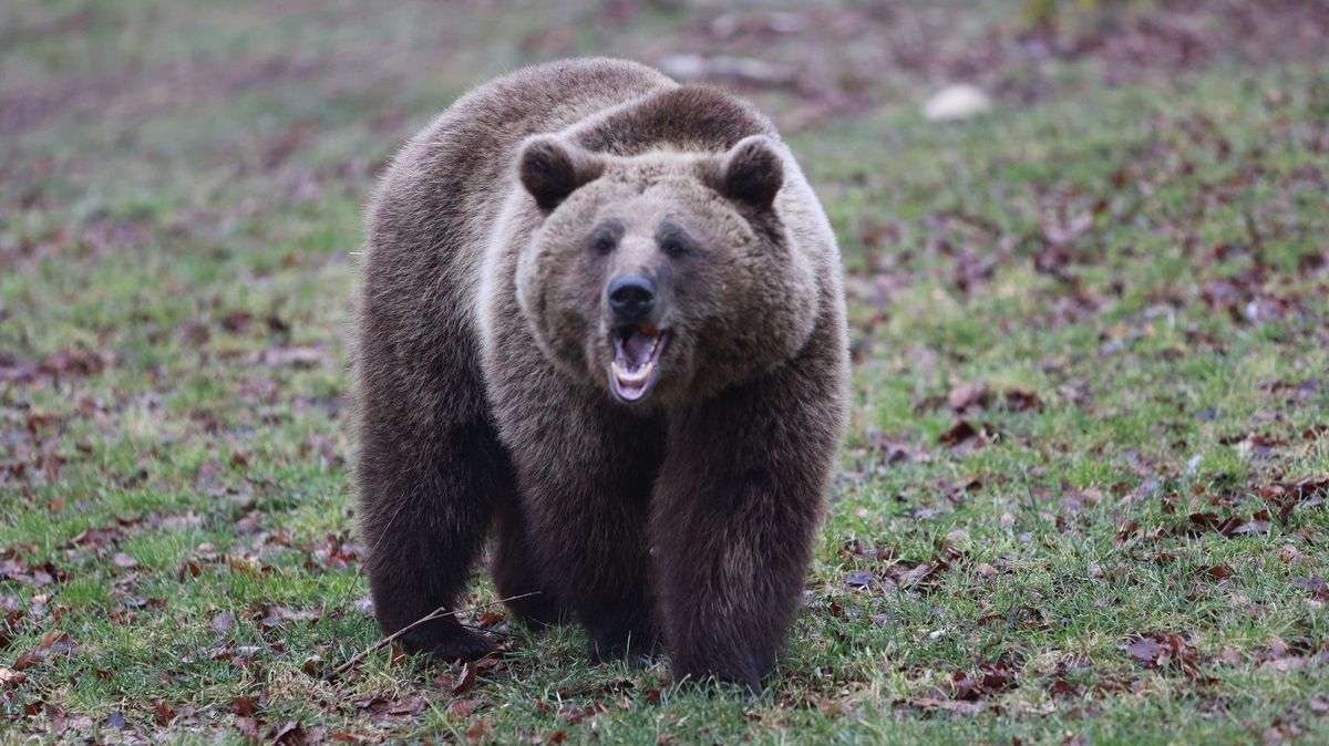 Vylekaný medvěd prchal v noci v alpském průsmyku před autem